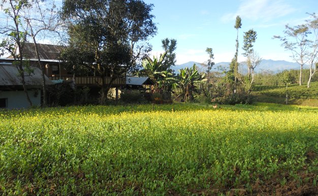 jitpur-mustard